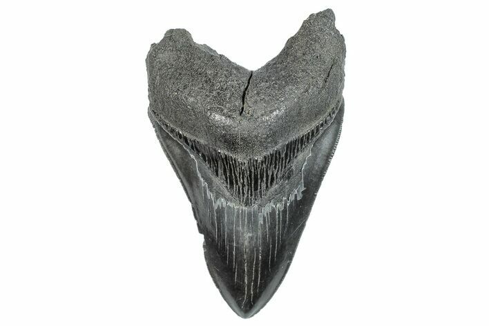 Serrated, Fossil Megalodon Tooth - South Carolina #284247